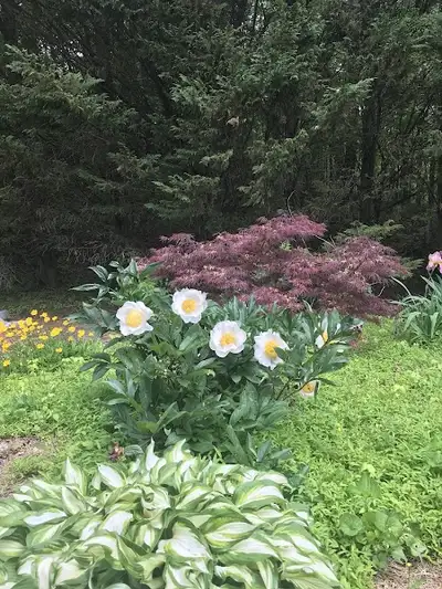 Blue Ridge Psychological Services - Mental health facility in Blue Ridge offering Mental Health Services, PTSD Treatment services