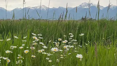 Western Montana Mental Health Center - Plains - Mental health facility in Plains offering Adult Services, Mental Health Services services