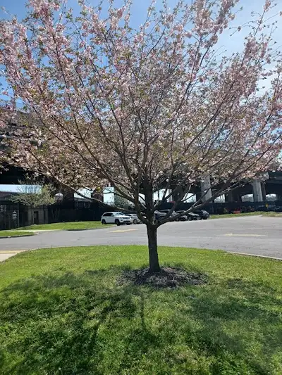 The Manhattan Psychiatric Center - Mental health treatment facility in New York, NY
